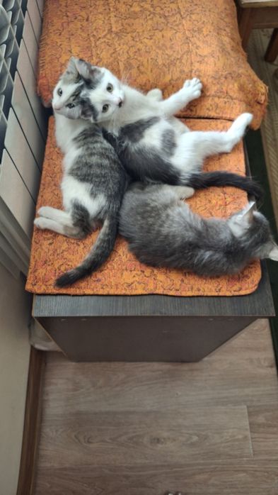 Котята  отдам $$