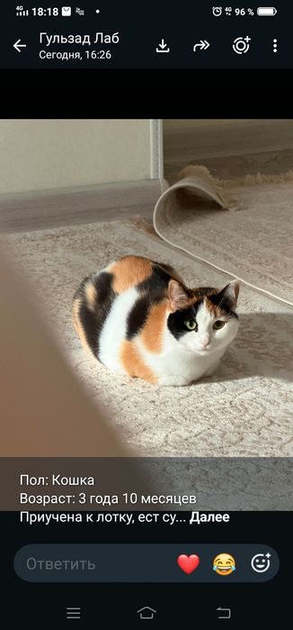 В добрые руки  милая кошечка