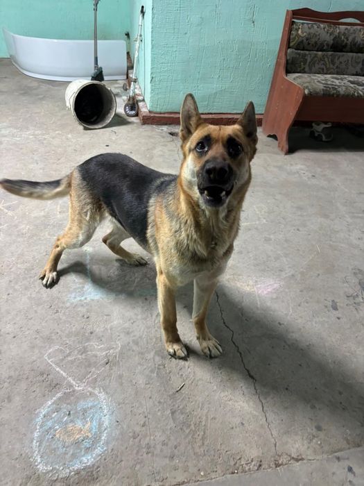 Немецкое овчарка