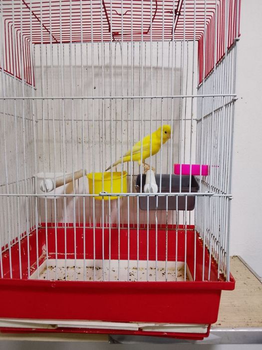 лимон нар 7, 8 ойлик  сайрода