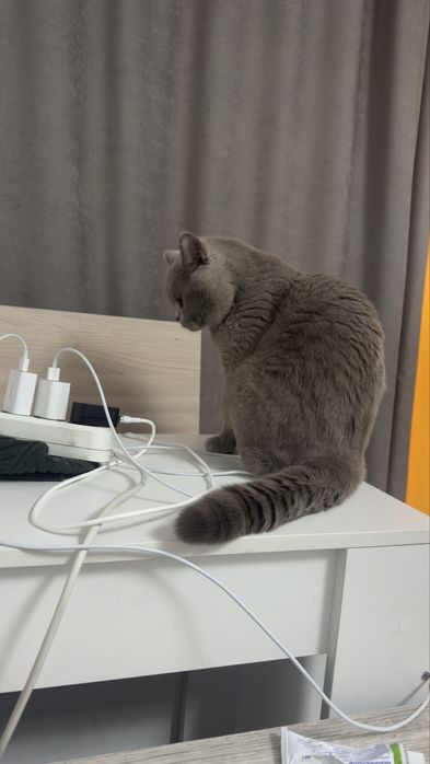 Вязка британец с родословной