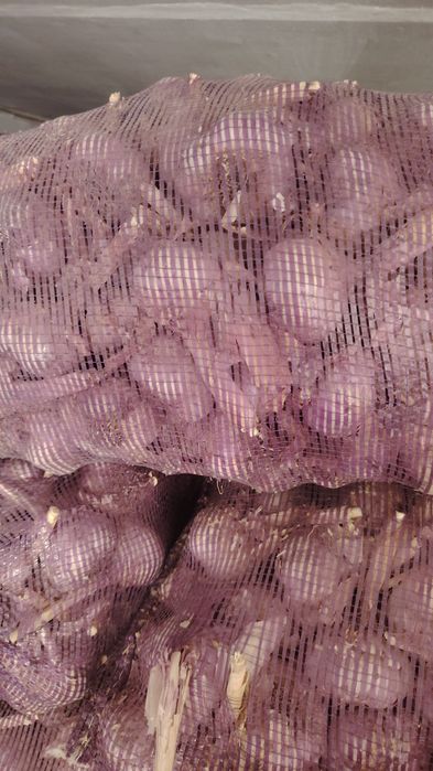 ЧЕСНОК оптовая продажа