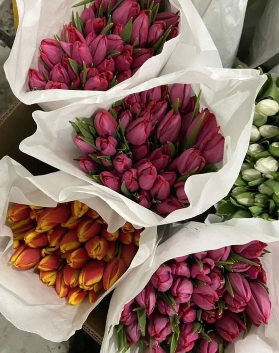 Тюльпаны цветы стойкие