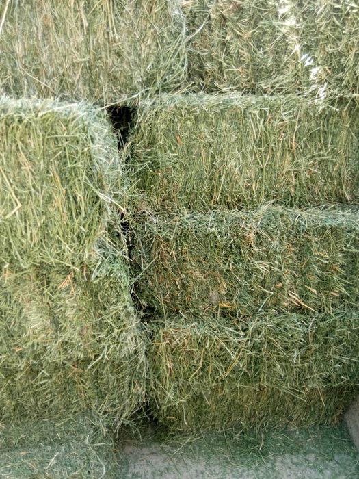 Beda press / Беда пресс