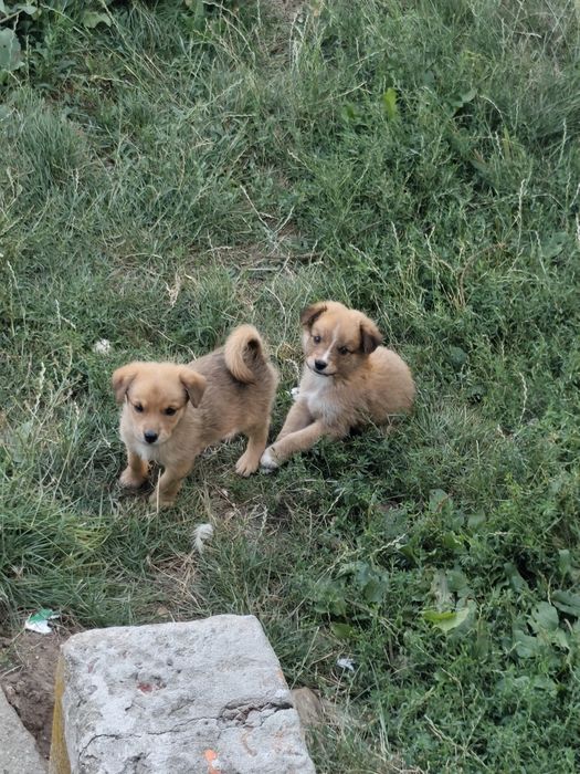 Spre adopție 2 căței masculi