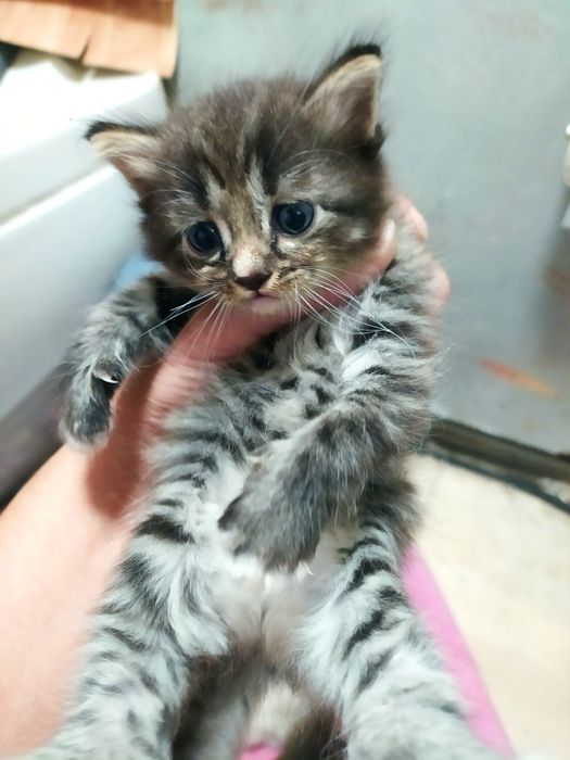 Котята "Тукседо*