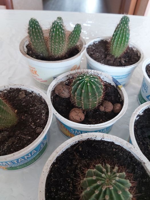 Кактус.Денежное дерево.Толстянка.