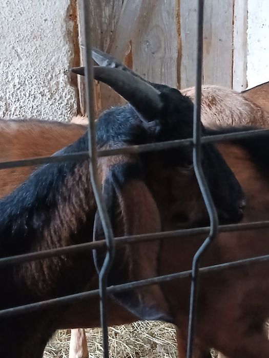 Vând capre bune de rase