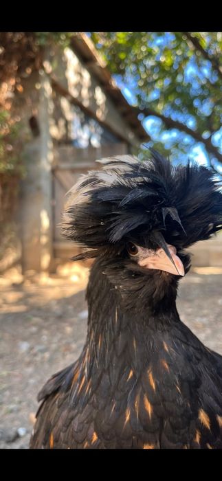 Vând moțate olandeze