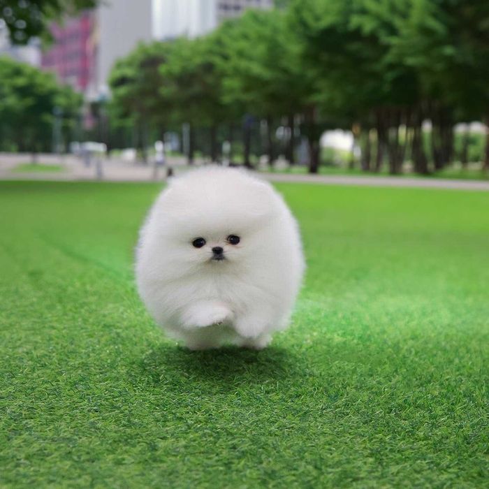 Pomeranian - Catei de  Rasa Pura - Pedigree FCI