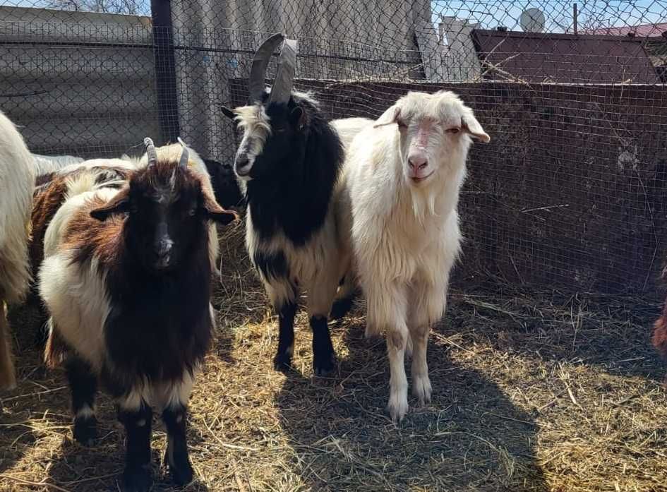 Продаются козы,  ешкілер сатылады