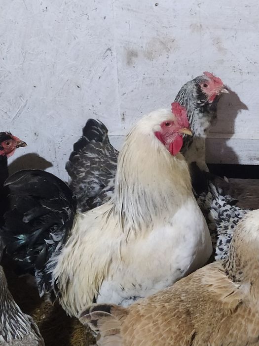 Продам петухов амераукано,брама.