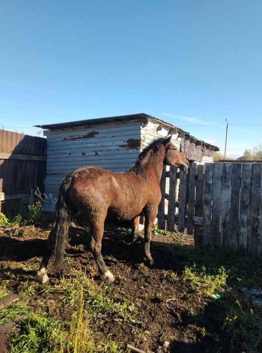 Продам жирный согым с откорма