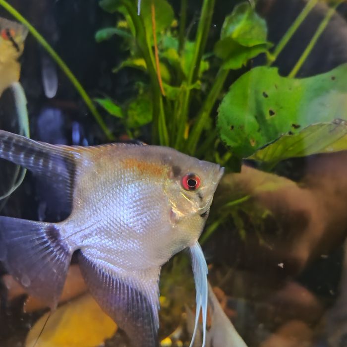 Scalari de vânzare sau la schimb, au peste 7 luni