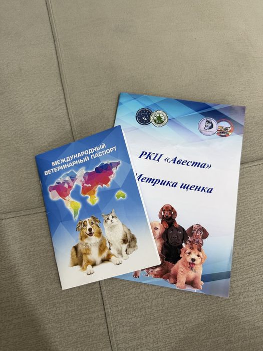 Померанский шпиц