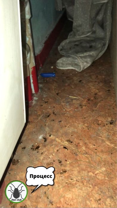 Уничтожение клопов тараканов блох Дезинфекция кандала мышей