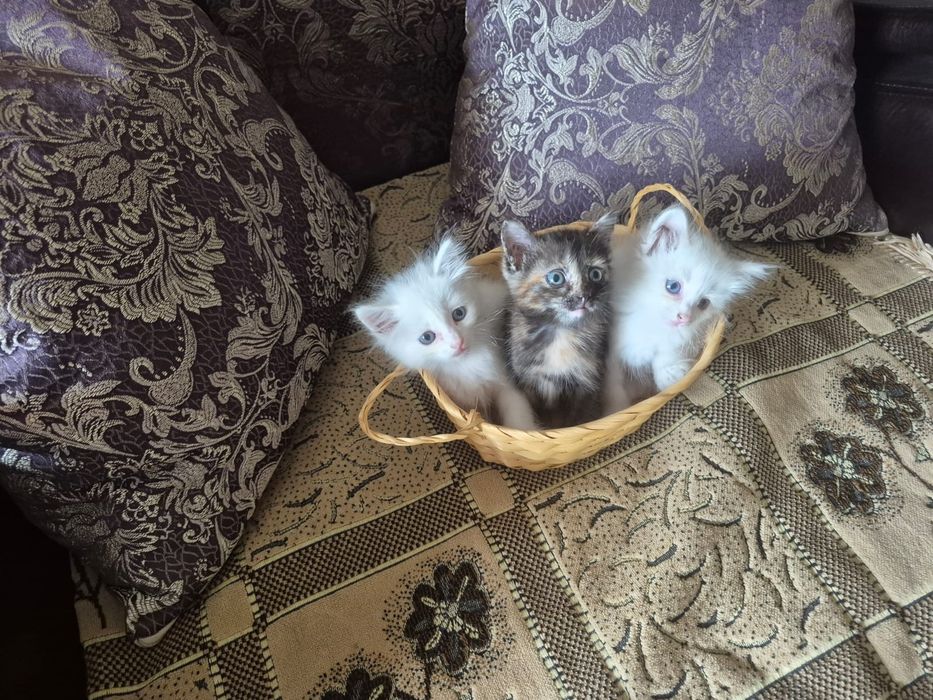 Отдам в добрые руки котят