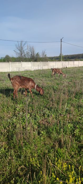 Capre cu iezi tinere