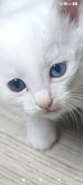 Продам котят турецкой породы