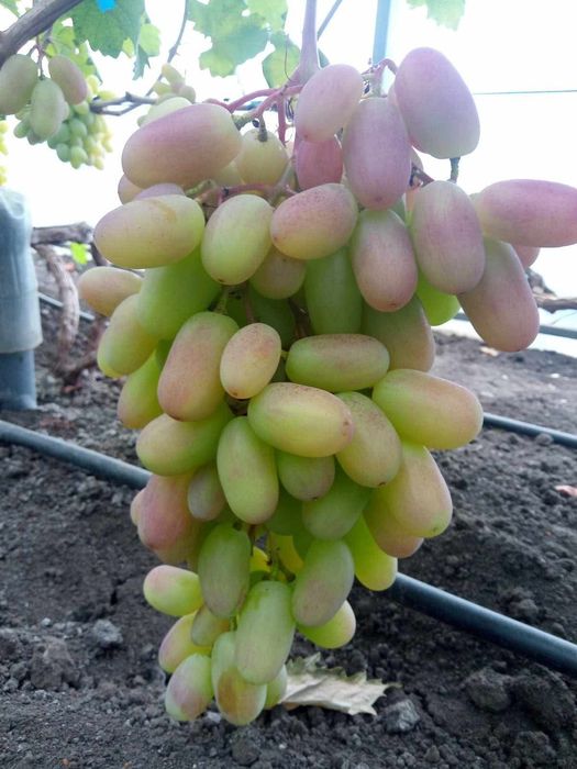 Vând vita de vie struguri de masă care merg si bolta