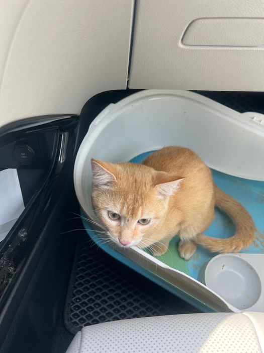 Кошка отдам даром