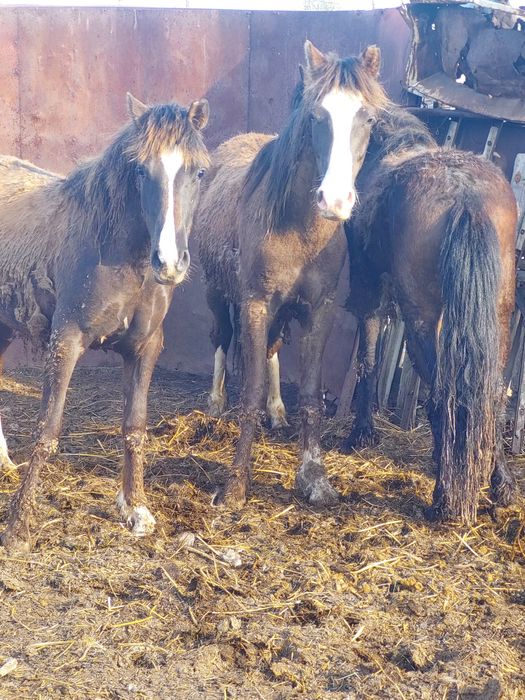 2 жасар тайлар сатылады откорм