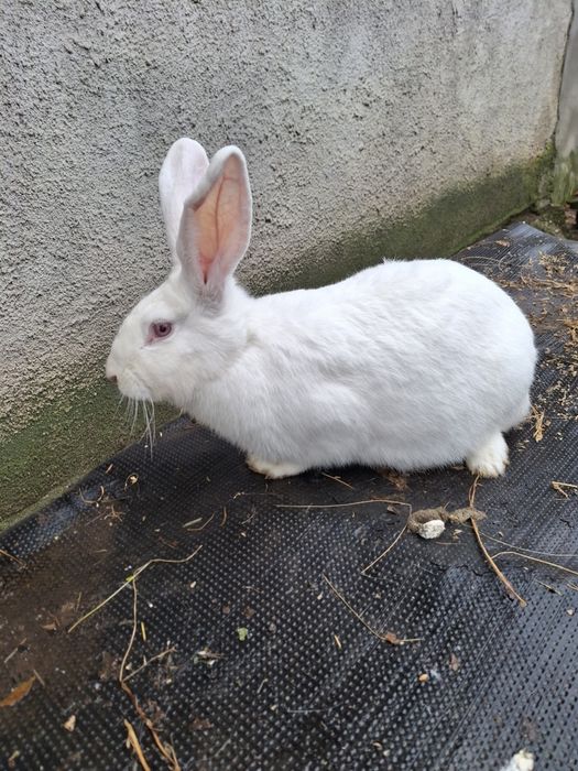 Iepuri rasă mare disponibili