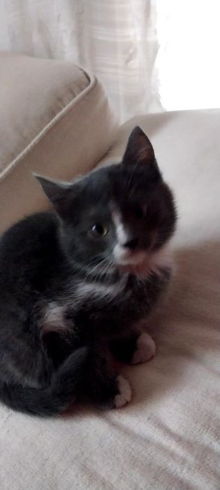 Продам эгейского котика