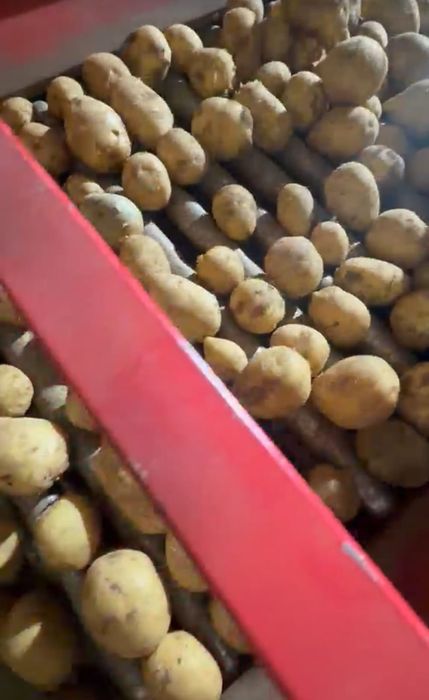 Продам картошку оптом Павлодар