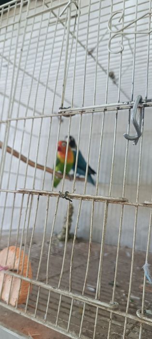Продаются неразлучник