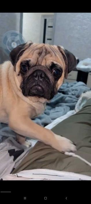 Ищем спутницу жизни для мопса