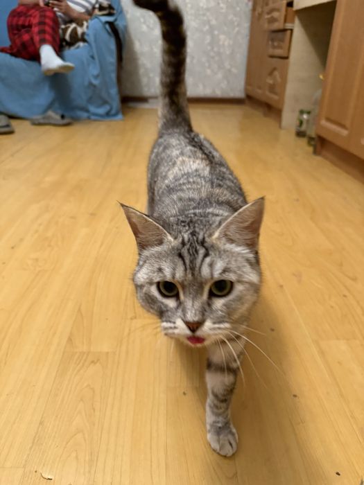 Пропала кошка в косшы