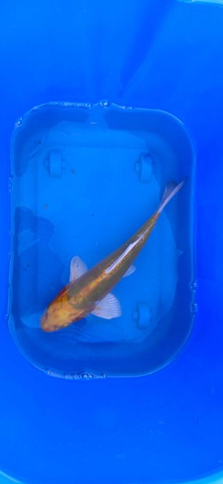 Crap koi butterfly  aclimatizati crescuti in balta naturala