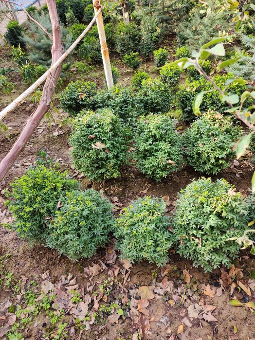 Шамшот буталари сотилади.