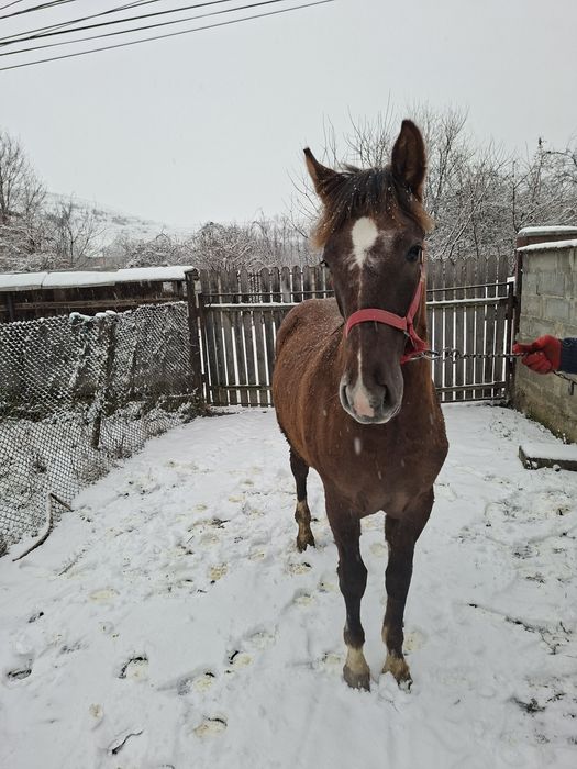 Vând Mânz  de 8 luni