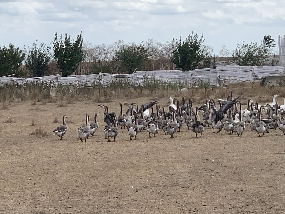 Oua de gasca pentru consum si incubat