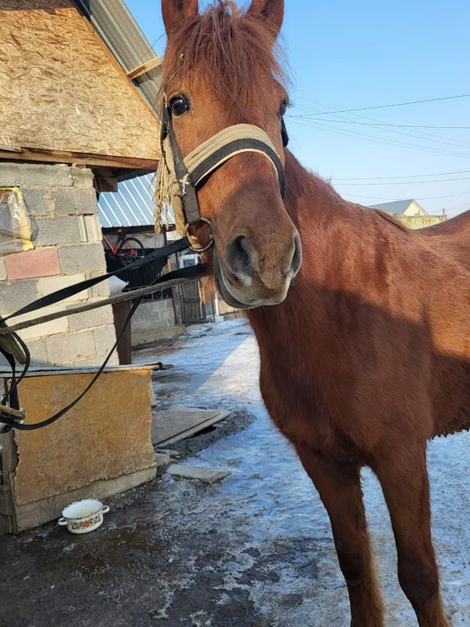 Продам кабылу 6 лет