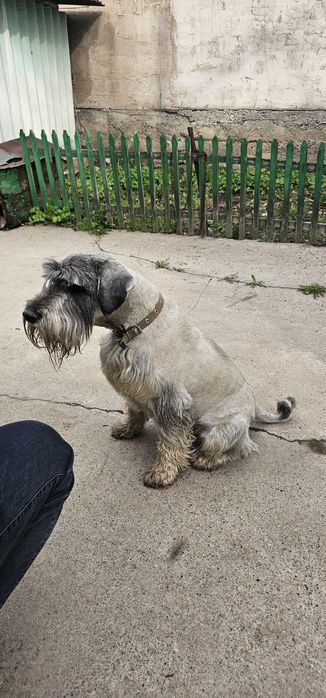 Миттельшнауцер ищет невесту для случки