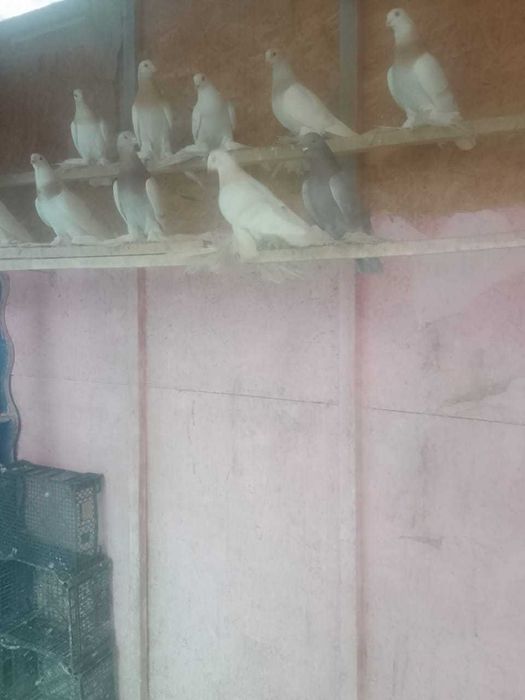 Продадим голубей