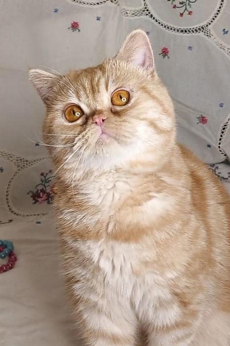 Шотландский мальчик со сливочным характером