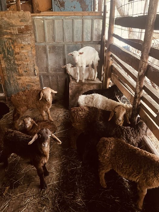 ягнята в части города