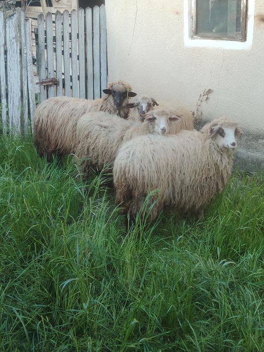 Vând oi țurcane _____