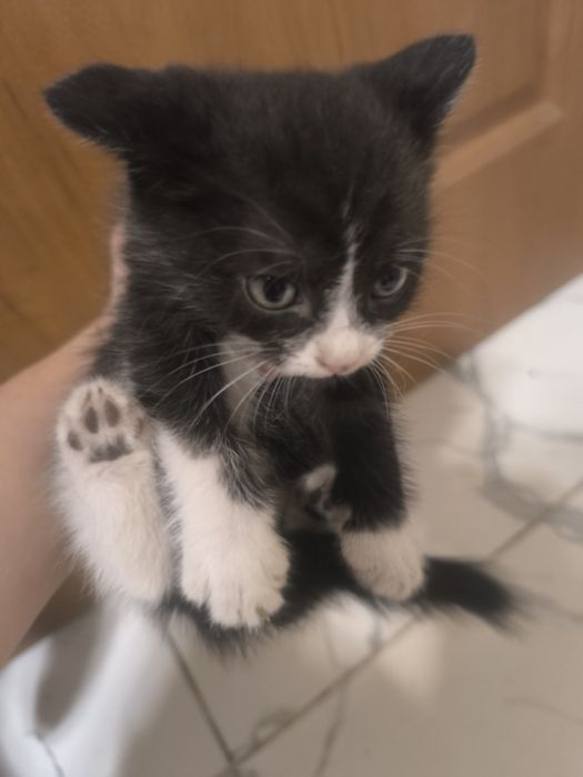 Отдам котят в добрые руки