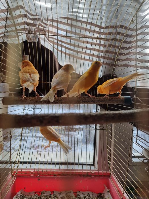 Канарейки поющие,молодые,активные