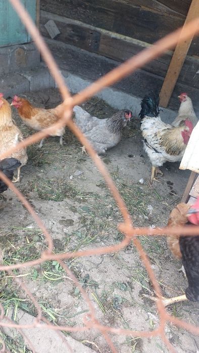 Продам молодых курей разных парод