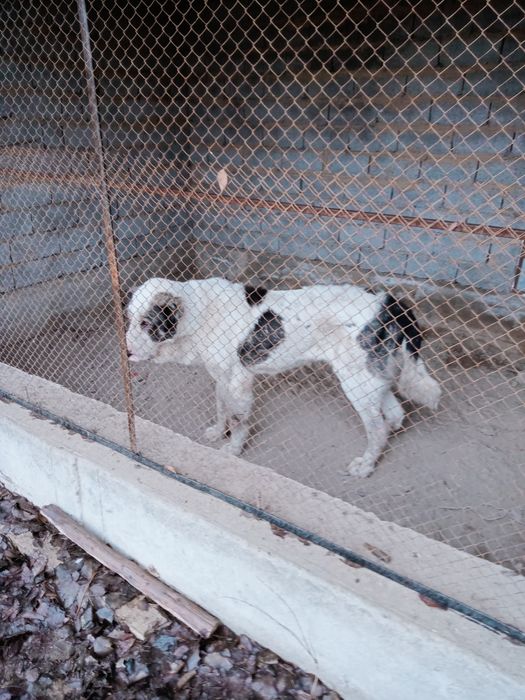 Казакы тобет сатылады