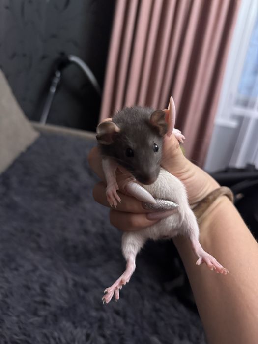 Продам крысу с клеткой