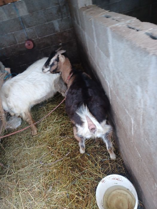 Țap vârsta 2ani montează foarte bine si capră gestanta