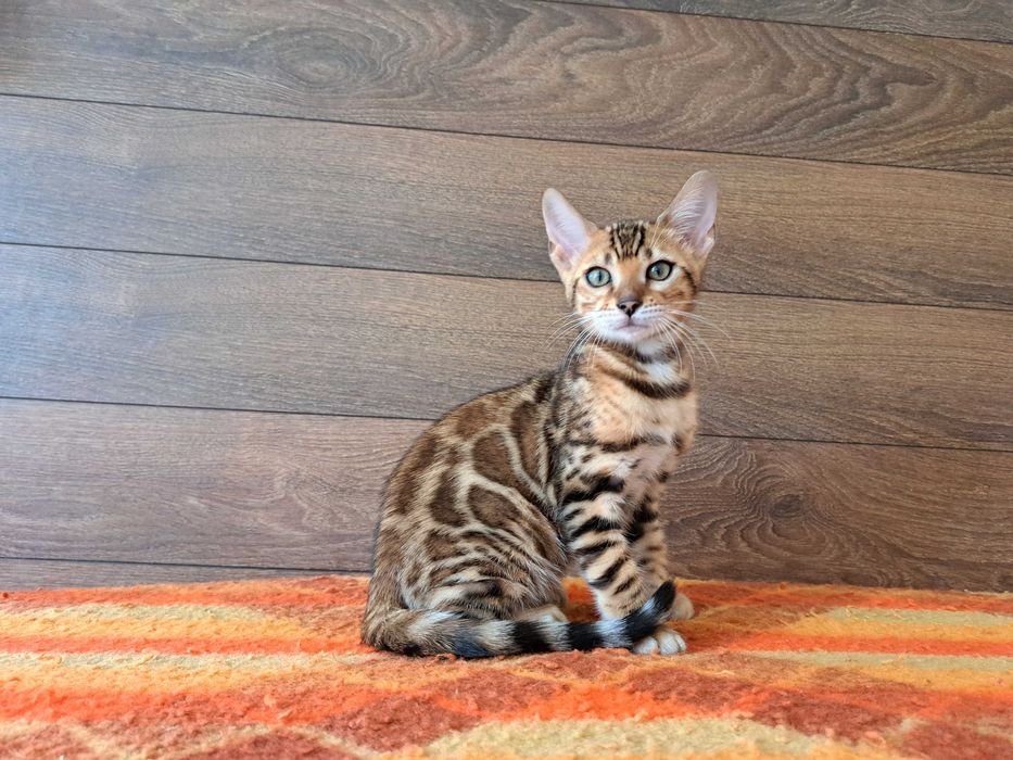 Бенгалски котета