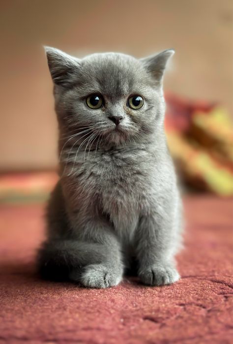 Кошка девушка порда British